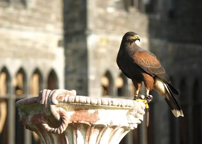 Ashford Castle Отель 5*